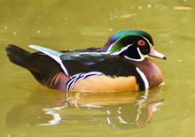Male Wood Duck Swimming On Green Water.