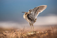 Great Snipe Displaying Clean Background