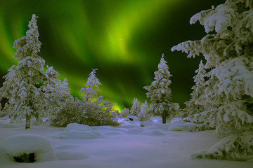 northern lights - aurora borealis over snow-covered forest. beautiful picture of massive multicolour
