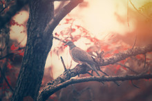 Spotted Dove Autumn