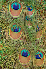 Details of a peacock tail with feather eyes in saturated blues and greens