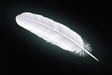 White Feather On A Black Background. Vector