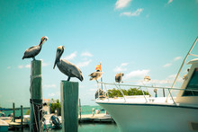 Toned Nautical Scene With Pelicans On Wooden Post At Pier With Boat In The Background