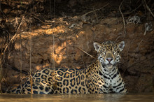Jaguar Resting In Water Looking