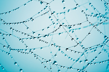 Wall Mural - spider web