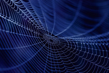 Spider Web As Concept  Of The Internet