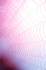 Wall Mural - spider web