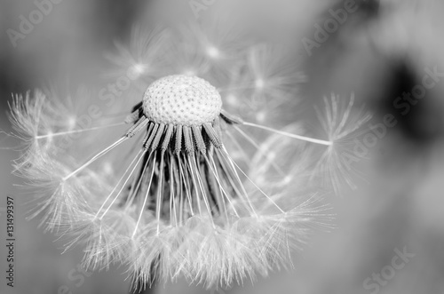 Fototapeta na wymiar Black and white dandelion missing seeds close up