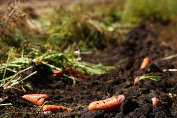 Sticker - Fresh carrots for harvest in field