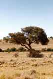 Fototapeta Sawanna - Shade tree pulling to the left