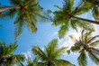 © nevodka.com - Exotic tropical palm trees at summer, view from bottom up to the sky at sunny day