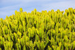 © NICOLA - Cactus Tree Euphorbia Ingens in Jardin de Cactus,  Lanzarote