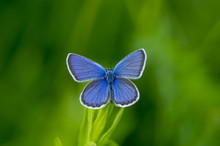 Copper-butterfly (lat Lycaenidae.) 