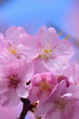 © shubhashish5 - Macro details of Pink Cherry Blossoms in vertical frame