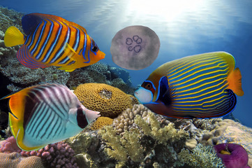 Sticker - Wonderful and beautiful underwater world with corals