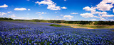 Fototapeta Natura - Field of Blue Panorama