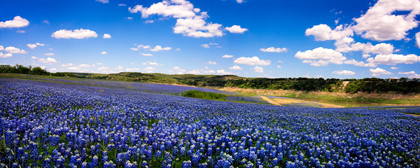 field of blue panorama