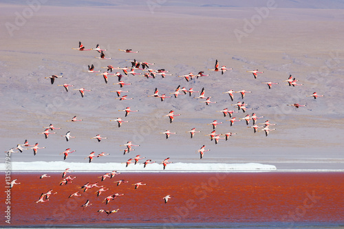 Fotografía Flamingos flying in Red Lagoon (Red Lake) , Eduardo Avaroa Andean Fauna National