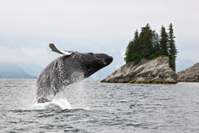 Alaska. Humpback Whale Breaching Jumping.