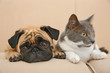 © Africa Studio - Adorable pug and cute cat lying together on sofa