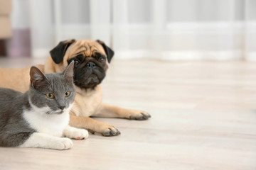 Adorable pug and cute cat lying together on floor