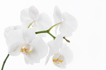 Wall Mural - The branch of orchids on a white background