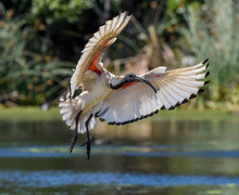 Sacred Ibis In Flight