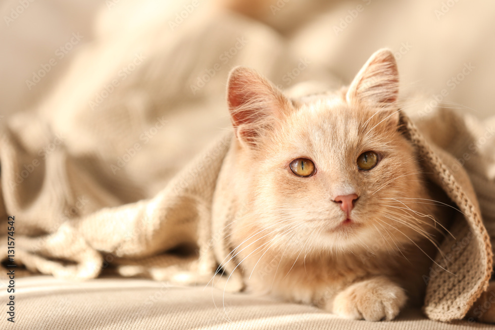 Cute cat lying under beige plaid at home, close up view