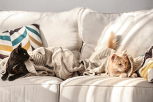 Cute Cats Lying On Beige Sofa At Home