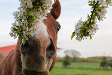A Chestnut Thoroughbred Horse Sniffing A Blooming Crab Apple Tree.