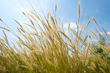 Tall Wild Light Brown Yellow Grass Flowers In The Wind Under Natural