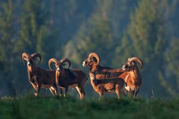 Wall Mural - mouflon, ovis orientalis orientalis