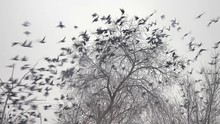 Flock Of Birds Taking Off From A Tree, A Flock Of Crows Black Bird Dry Tree
