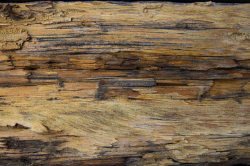 Wall Mural - old decay wood