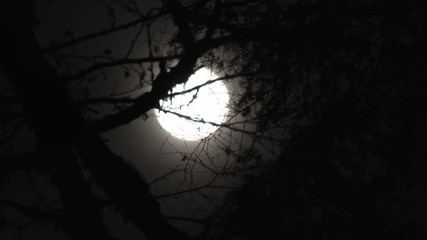 Wall Mural - full moon rising through tree branches at night, close up in real time.