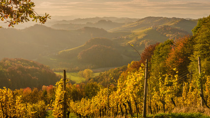  Landscape with vineyards at sunset in South Styria (Stajerska) . Austria-Slovenia border