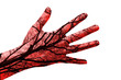 Hand with veins and arteries in evidence isolated in white background