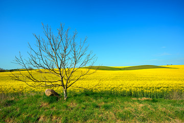 Wall Mural - Fields of Rapeseed blossoming under Blue Sky 