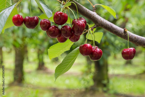Fotografie, Obraz isolated red cherries on tree in cherry orchard