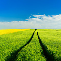 Wall Mural - Field of Rapeseed and Barley, Spring Landscape under Blue Sky