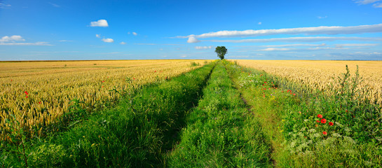 Wall Mural - Feldweg durch Endloses Weizenfeld unter blauem Himmel, Traktorspuren, Mohnblumen am Feldrand, am Horizont ein einzelner Baum