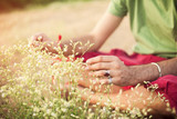 Fototapeta Przestrzenne - Hands picking healing herbs at meadow