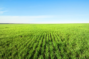 Wall Mural - field with green grass and blue sky