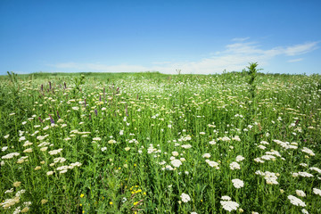 Wall Mural - field with white flowers under a blue sky