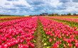 Tulip farms in lisse in noordwijk Netherlands