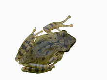 Common Tree Frog Or Golden Tree Frog , Frog Isolated With White Background.