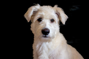 Portrait of a white puppy dog on a black background