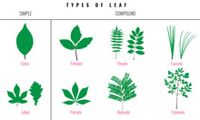 Set Of Leaf Types Infographics. Silhouette Vector