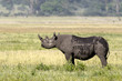 rhinocéros noir , Diceros bicornis , Cratère du Ngorongoro , Parc national , Tanzanie