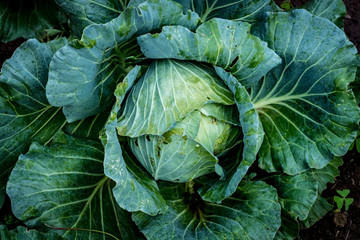 Wall Mural - Top view of green lettuce